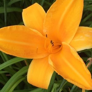 Meet your Posher, Priscilla